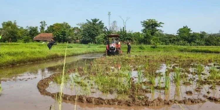 Kementan Uji Biodiesel B50 untuk Alsintan, Dorong Energi Terbarukan