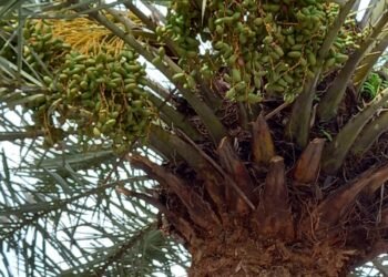 Adapun kemiripan tanah ulayat dengan poin-poin utama tentang wakaf adalah sebagai berikut. Pertama. Sama-sama tidak bisa diperjual-belikan. Kedua. Sama-sama tidak bisa diwariskan sebagai milik perorangan tapi telah menjadi milik kolektif. Ketiga. Sama-sama hasil atau manfaat disalurkan terus-menerus untuk kepentingan sosial. Keempat. Sama-sama asetnya terus bisa dimanfaatkan secara berkelanjutan.